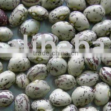 2015 new crop round light speckled kidney bean, Xingjiang origin(712)