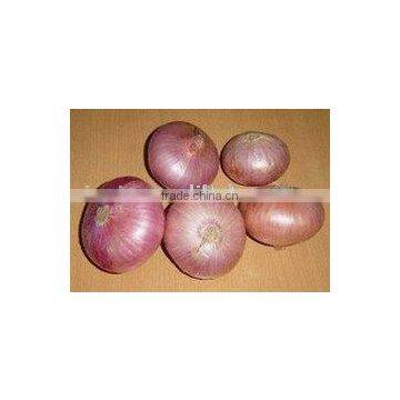 fresh red onion