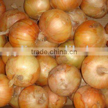 ONION CROP 2013