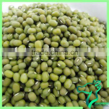 Fresh Delicious Green Mung Bean