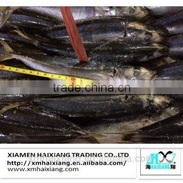 Frozen whole round scad mackerel fish prices