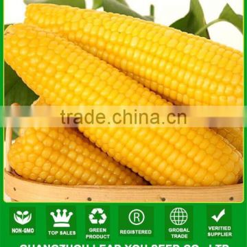 NCO06 Ziyi F1 yellow corn price,corn seeds factory