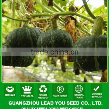 PU09 Jinli f1 hybrid green pumpkin seeds