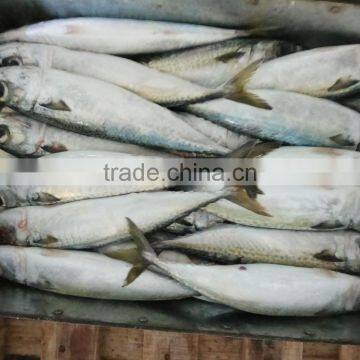 Frozen Pacific Mackerel Good-quality Seafood Pacific Mackerel Whole photo-3