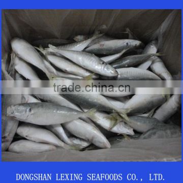 Frozen IQF Horse Mackerel Fish