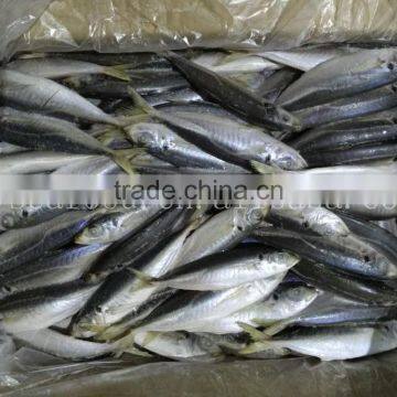 Fresh Horse Mackerel 10/12 Round Scad Decapterus Maruadsi photo-3