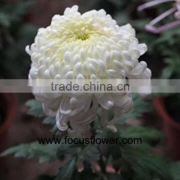 inviting fresh cut chrysanthemum flower fresh cut lotus flowers single white chrysanthemum no intermediate