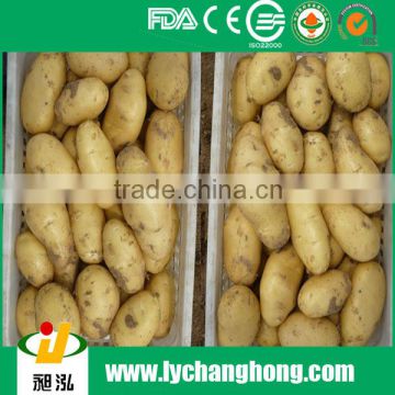 2014 hot sale fresh potatos exporter from China