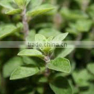 Oregano Oil (Origanum Vulgare) photo-5
