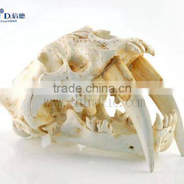 animal resin dinosaur skull fossil china home decor wholesale