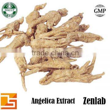 extract danggui angelica for for ligustilide angelica extract