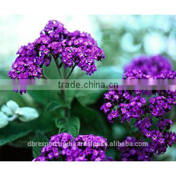 Heliotrope Absolute