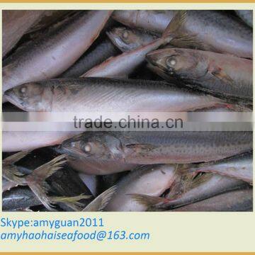 Fish Mackerel size 200/300g