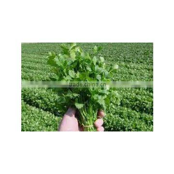 Parsley