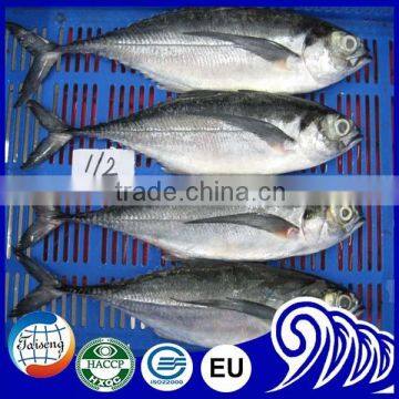 Good Price Hard Tail Scad Frozen Fish 200-300g