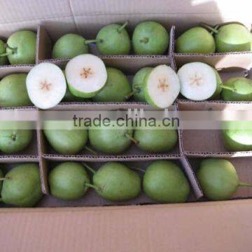 2014 crop fresh Su pear for sale