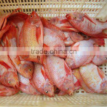 Best fresh frozen tilapia red color