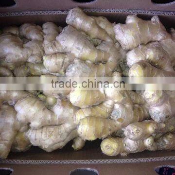 Price of Fresh Ginger