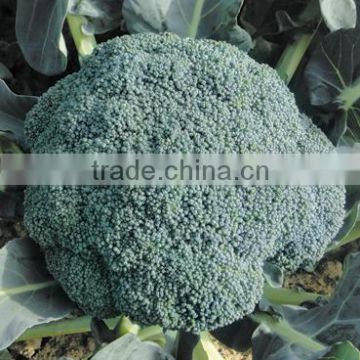 Hybrid broccoli seeds for growing-Better