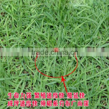 High Germination Rate High Purity Grass Seeds For Growing Bermuda Grass Seeds