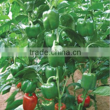 2016 Hybrid F1 sweet pepper seeds for growing-Ka Lo La