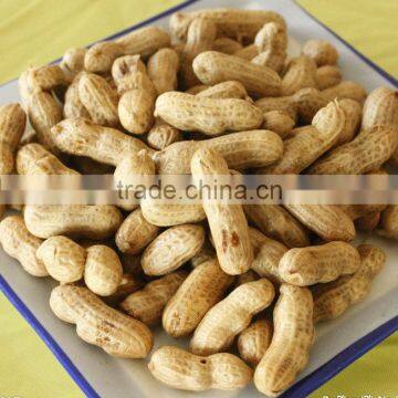 red skin raw peanuts in shell (silihong)