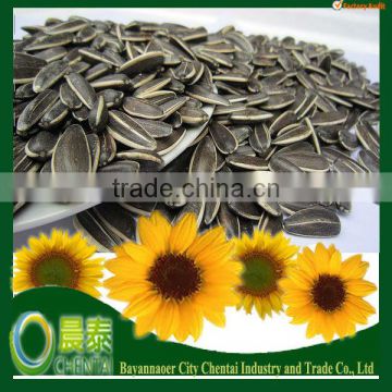 Common Black Salty Sunflower Seeds High Quality Cheap Price 909