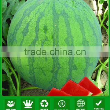 AW011 Smoker different types of seeds big size seedless watermelon seeds