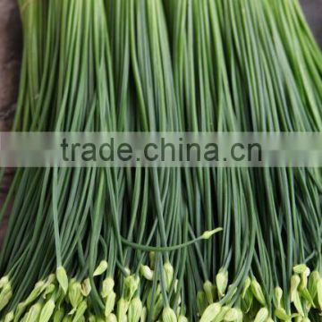 Strong growth and cold resistant bolting chinese chives seeds