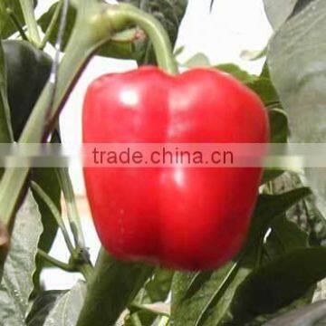Vegetable Seeds photo-4