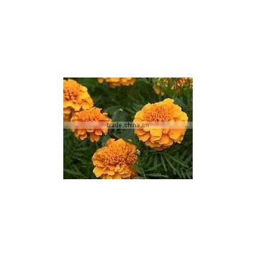 Tagetes oil manufacturer.