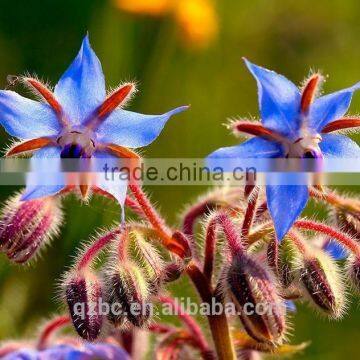 improving and adjusting the female hormone cycles organic borage oil