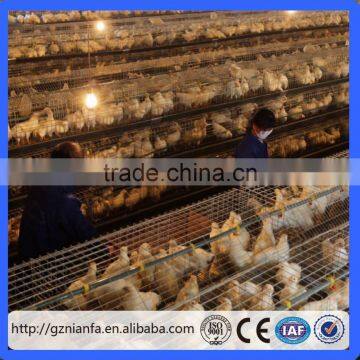 Guangzhou Hot selling A Type automatic poultry farm cage for layer/hen/egg chicken in Algeria (Guangzhou Factory)