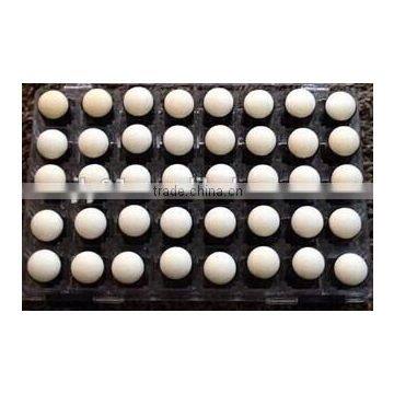 Sponge Dauber photo-3