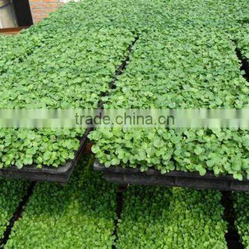 Polystyrene (PS) Plastic Seed Plug Tray With 32 to 512 Cell photo-5