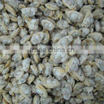 Good Quality Short Necked Clams photo-4