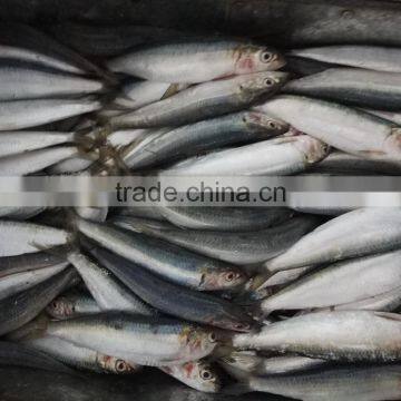 Hot Sale Superior Quality Sardine for Bait on Sale photo-2