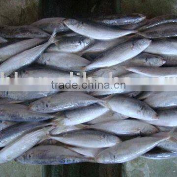 Frozen Horse Mackerel photo-1