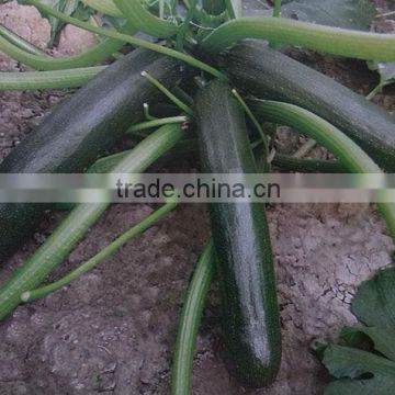 Black Jade Planting early maturity squash seeds