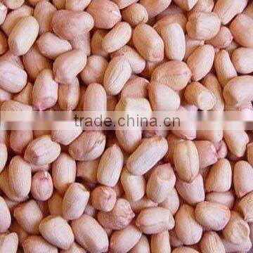 xiang nong peanut kernels