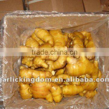 new Fresh Ginger(100g and up,3.5kg Ctn)