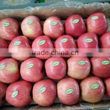 red fresh bagged qinguan apple