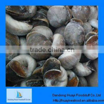 frozen good quality moon snail