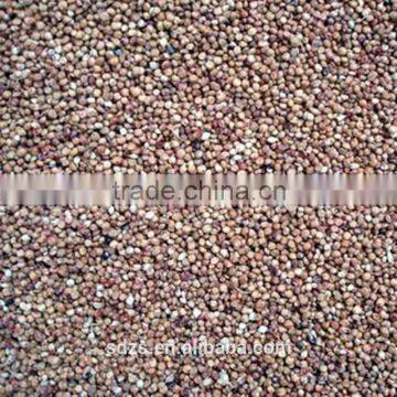 Hybrid Sorghum Seeds photo-4
