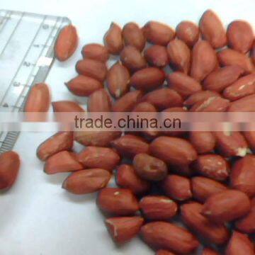 Bold Groundnut Exporter