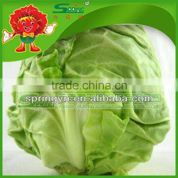 green cabbage for sale/fresh cabbage grade A