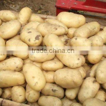 Chinese Fresh Potato Planter Supplying Best Quality Potato