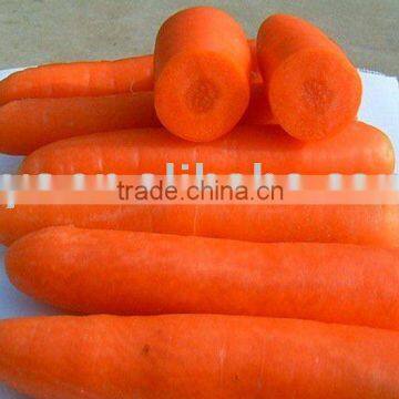 red carrot