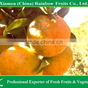 Mandarin orange from China