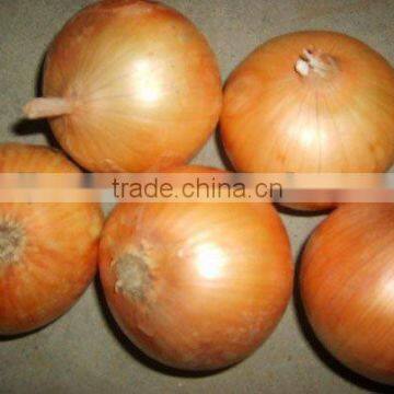 Chinese Onion